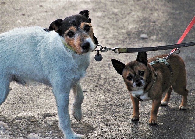 Even dogs on leashes are not safe